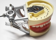 L'istologia dentaria dei modelli di studio della resina, denti ortodontici non tossici modella