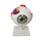 Modello Anatomy Ophthalmic Magnification del bulbo oculare del PVC 3 volte