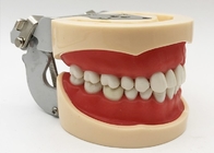 L'istologia dentaria dei modelli di studio della resina, denti ortodontici non tossici modella